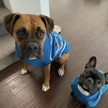 Tranquil Tails - Loki, with his lil brother Lincoln - Veterinarians Near Me