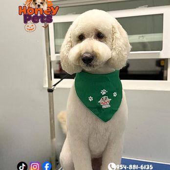Honey Pets Grooming - Pet Groomers Near Me - La Mesa, California Honey Pets Grooming - Pet Groomers Near Me - La Mesa, California