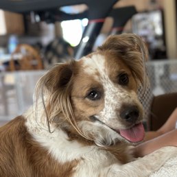 Our Dog "Teddy"