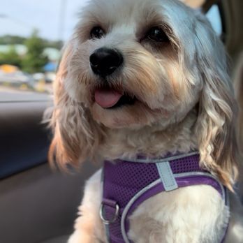 Canton Pet Spa - Pet Groomers Near Me - Canton, Georgia