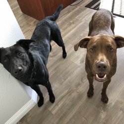 purrfect pet transport