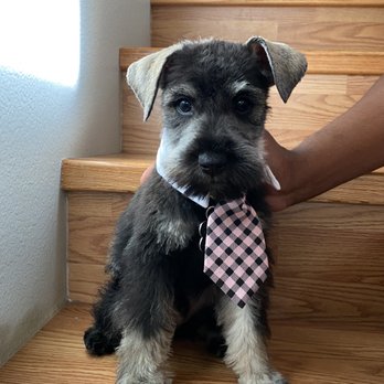 BarkBark Boutique - My handsome boy Dexter - Pet Groomers Near Me BarkBark Boutique - My handsome boy Dexter - Pet Groomers Near Me