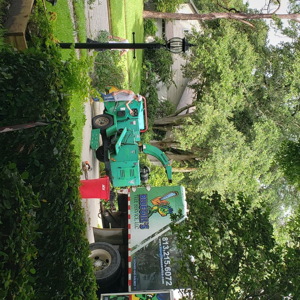 Bluegill's Tree Service - Bluegill putting the limbs in a chipper!! - Tree Services Near Me Bluegill's Tree Service - Bluegill putting the limbs in a chipper!! - Tree Services Near Me