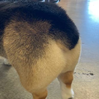 Dirty Dogs - corgi butt - Pet Groomers Near Me - San Diego, California Dirty Dogs - corgi butt - Pet Groomers Near Me - San Diego, California