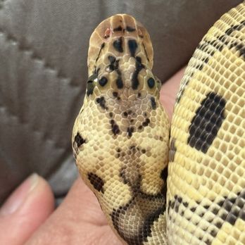 East Bay Vivarium - Reptile Shops Near Me - Berkeley, California