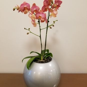 Taisuco America - Florists Near Me - Aromas, California Taisuco America - Florists Near Me - Aromas, California