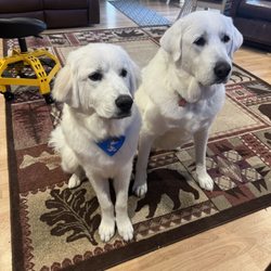 Rancho's Pet Parlor N Play - My handsome boys. 2 GPs all clean