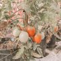 Photo of Summerfield Harvest