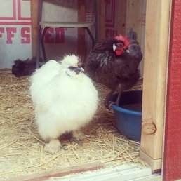 My chickens in their Tuff Shed coop! My chickens in their Tuff Shed coop!