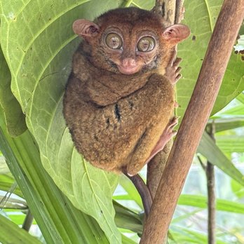 Philippine Tarsier Sanctuary - Tarsier, one of the smallest primate in the world...located in Bohol, Philippines 2025 - Community Service/Non-Profit Near Me - Corella, BOH Philippine Tarsier Sanctuary - Tarsier, one of the smallest primate in the world...located in Bohol, Philippines 2025 - Community Service/Non-Profit Near Me - Corella, BOH