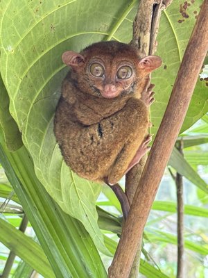 Philippine Tarsier Sanctuary by null