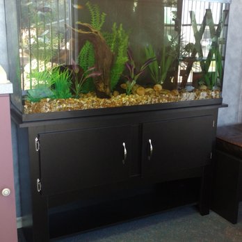 Acute Care Chiropractic Clinic - Cute fish tank in the office - Chiropractors Near Me - Brandon, Florida Acute Care Chiropractic Clinic - Cute fish tank in the office - Chiropractors Near Me - Brandon, Florida