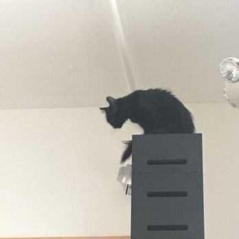 KitTea - Pet Adoption Near Me - San Francisco, California