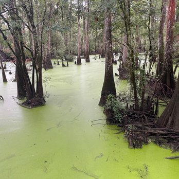 Tickfaw State Park - Beautiful swamp land. I got to fish here and caught several bowfin... and a baby gator kept chasing my lure! - Parks Near Me - Springfield, Louisiana Tickfaw State Park - Beautiful swamp land. I got to fish here and caught several bowfin... and a baby gator kept chasing my lure! - Parks Near Me - Springfield, Louisiana