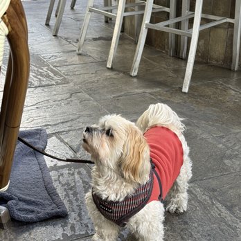 Dumpling Kitchen Noe Valley - Dog - Shanghainese Near Me - San Francisco, California
