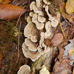 The Further Shuttle Appalachian - Turkey tail.