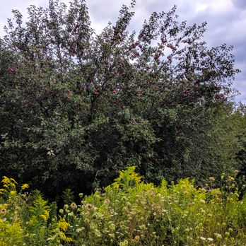 Oak Ridges Corridor Conservation Reserve - Apple trees along the trail - Hiking Near Me - Richmond Hill, Ontario