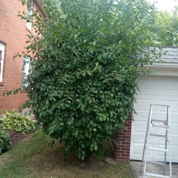Sean's Landscaping - Before trimming - Landscaping Near Me - cheektowaga, New York Sean's Landscaping - Before trimming - Landscaping Near Me - cheektowaga, New York