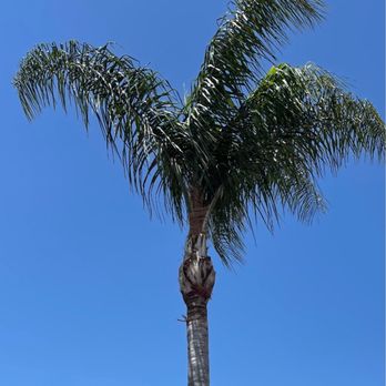 Select Tree Service - After - Tree Services Near Me Select Tree Service - After - Tree Services Near Me
