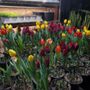 Photo of Golden Meadows Landscaping