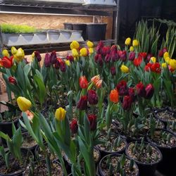 Golden Meadows Landscaping