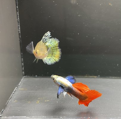 The Fin Shop by null