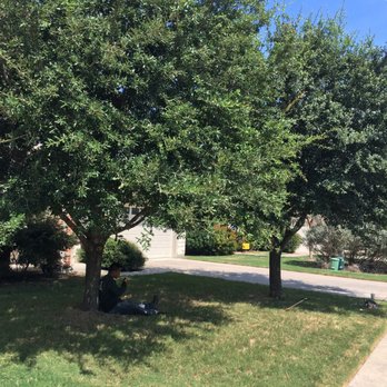 Amigos Tree Service - Tree Services Near Me Amigos Tree Service - Tree Services Near Me