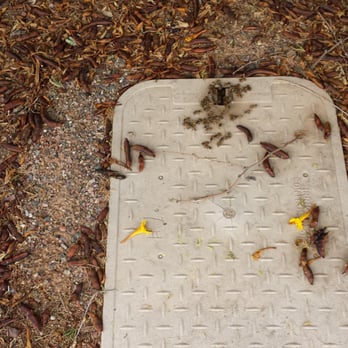 Pest Therapy - After treatment was rendered,  this is what was in the box - Pest Control Near Me