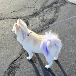 Great grooming job ! Hearing feathers and pastel tail dye Great grooming job ! Hearing feathers and pastel tail dye