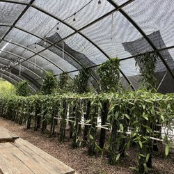 The Vanillerie - A sanctuary for vanilla producing orchids.