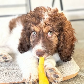 Sand Hollow Doodles - Pet Breeders Near Me - Parma, Idaho Sand Hollow Doodles - Pet Breeders Near Me - Parma, Idaho