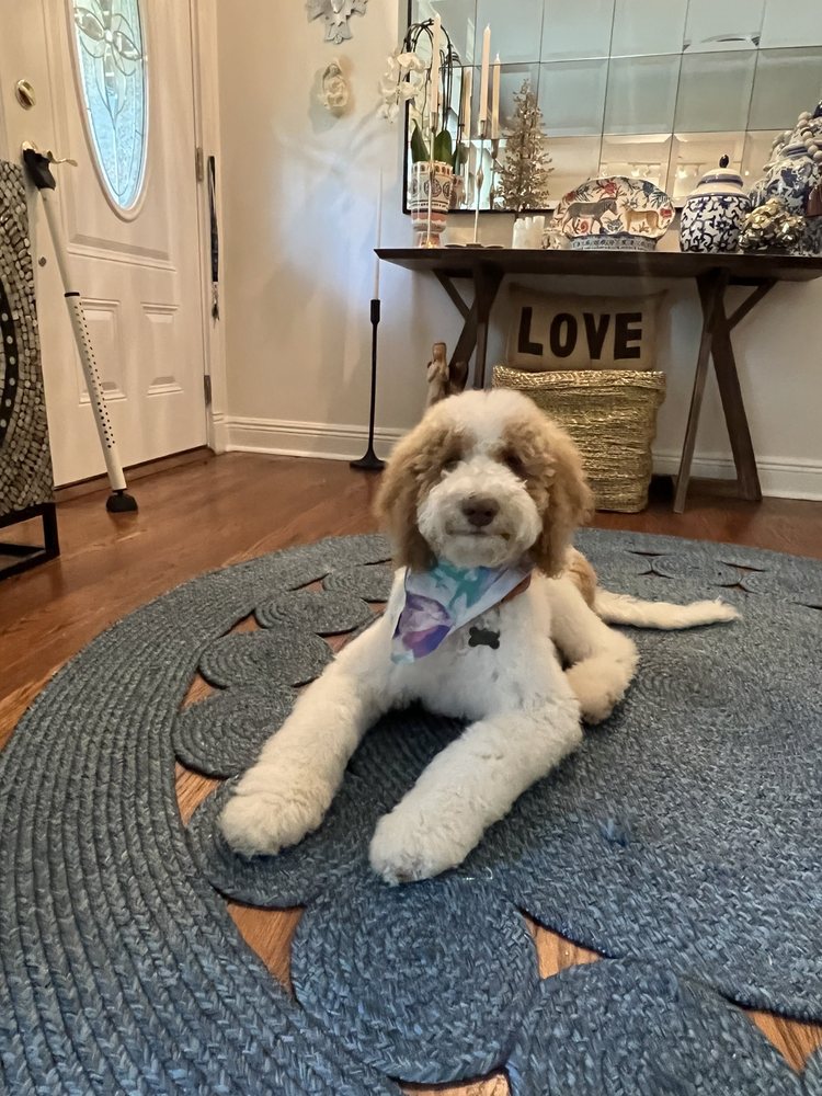 LAKESIDE GROOMING Updated September 2024 27 Photos & 32 Reviews