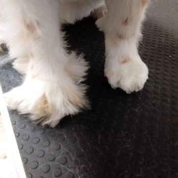 Paws ‘N’ Suds - Pet Groomers Near Me - Summerfield, Florida