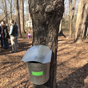 Brookside Nature Ctr - Collecting Maple sap - Parks Near Me - Silver Spring, Maryland