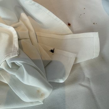 Grasing's - Dead fly on the table - Seafood Near Me - Carmel-By-The-Sea, California Grasing's - Dead fly on the table - Seafood Near Me - Carmel-By-The-Sea, California