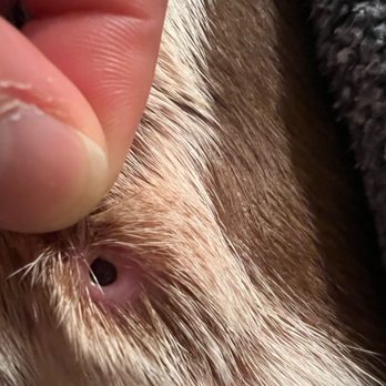Veterinary Emergency Group - Not a puncture wound like I thought. - Emergency Pet Hospital Near Me - Denver, Colorado