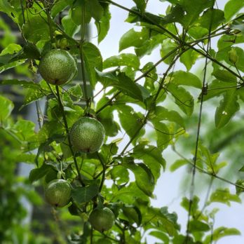 Ly Edwina Farm - Pick Your Own Farms Near Me - Homestead, Florida Ly Edwina Farm - Pick Your Own Farms Near Me - Homestead, Florida