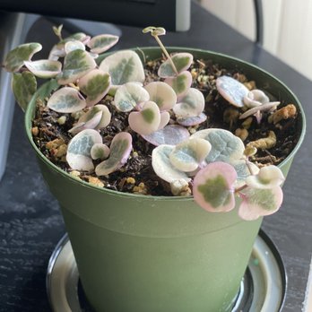 Succulents & More - String of hearts - Home Decor Near Me - Benicia, California Succulents & More - String of hearts - Home Decor Near Me - Benicia, California