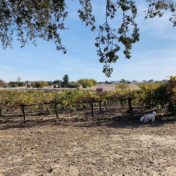 Robert Hall Winery - Lychee and grapevines - Wine Tasting Room Near Me - Paso Robles, California
