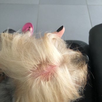 Amore Pet Grooming - Pet Groomers Near Me Amore Pet Grooming - Pet Groomers Near Me