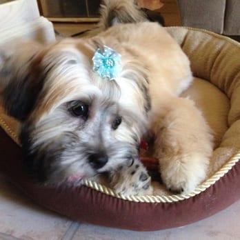 Paws Pet Grooming - Lola's first cut - Pet Groomers Near Me - Staten Island, New York Paws Pet Grooming - Lola's first cut - Pet Groomers Near Me - Staten Island, New York