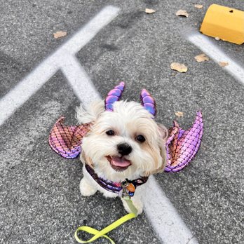 Happy Tails - Other Types of Haircut - Pet Groomers Near Me - Falls Church, Virginia Happy Tails - Other Types of Haircut - Pet Groomers Near Me - Falls Church, Virginia