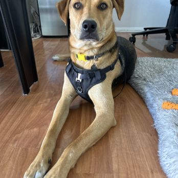Pet Care by Erin Schwartz - Dog Walkers Near Me