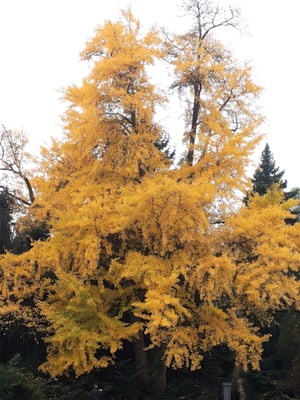 Orangerieschloss by null