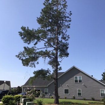 Extreme Tree Service - Before the tree was removed! - Tree Services Near Me - Myrtle Beach, South Carolina