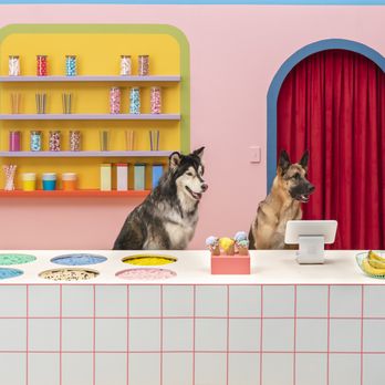 Oak and Willow Construction - Simplified Ice Cream Set - General Contractors Near Me Oak and Willow Construction - Simplified Ice Cream Set - General Contractors Near Me
