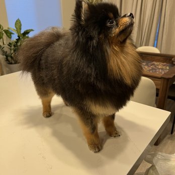 Las Vegas Spaw - He looks great! - Pet Groomers Near Me - Las Vegas, Nevada