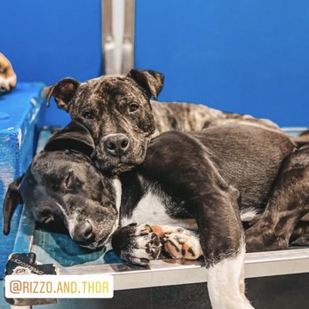 Pack Life - My boys napping together at packlife ! - Dog Walkers Near Me - Chicago, Illinois Pack Life - My boys napping together at packlife ! - Dog Walkers Near Me - Chicago, Illinois