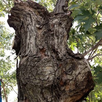 285 Tree Service - Silver maple looks fine from the ground. - Tree Services Near Me