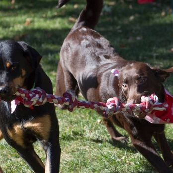 Clearview Pet Care Centre - A little game of tug-a-war in the play yard. - Pet Boarding Near Me - Omaha, Nebraska